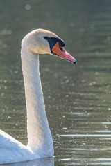 Fototapeta premium Swan in the lake