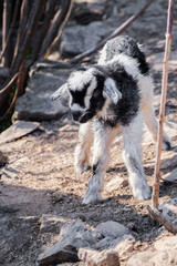 Cute little goat on farm