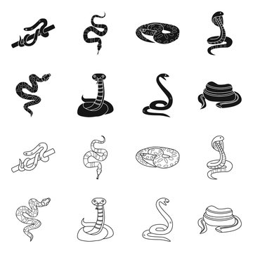 Vector illustration of snake and creepy logo. Collection of snake and wildlife vector icon for stock.