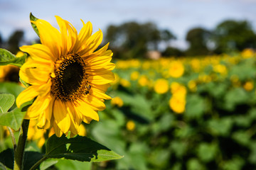Field of sunflowers in Northern Ireland
