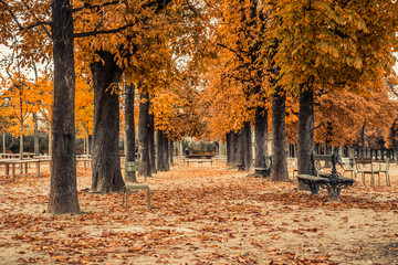 Alley of Luxembourg Gardens, Jardin du Luxembourg in Paris France, covered with orange autumn leaves on an Autumn day