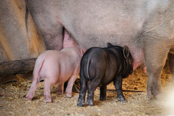 Pig feeding small piglets on farm