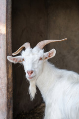 Cute funny goat on farm