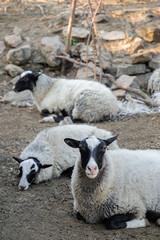 Cute funny sheep on farm