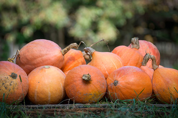 October, a large harvest of pumpkins. Halloween holiday.