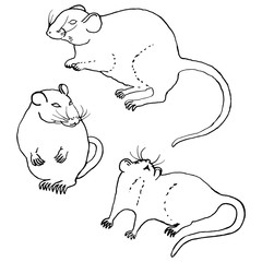 Hand drawn rats. Doodle ink sketch. Outline drawing. Black on white.