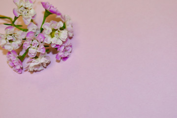 Obraz na płótnie Canvas Fresh flowers on a pastel pink background. Congratulatory design for postcards. Copyspace.
