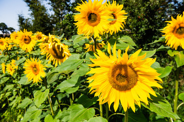 Obraz premium Field of sunflowers in Northern Ireland