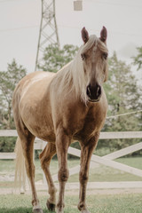 Obraz premium The Stables