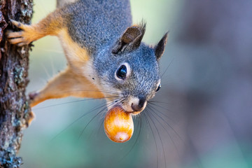 Winter is coming: An Oregon squirrel gathers acorns in preparation for winter - obrazy, fototapety, plakaty