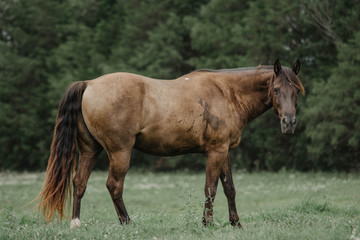 Fototapeta premium Thunder