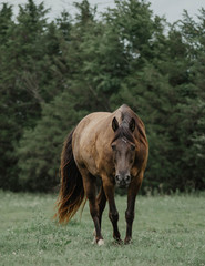 Fototapeta premium Thunder