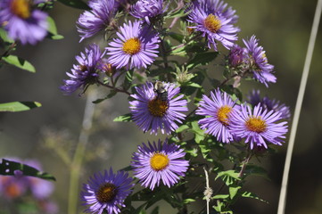 Close-up, Bee on Purple Flowers