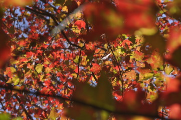 Contrasting Dark and Light Red Leaves