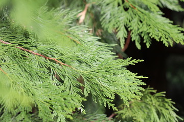 Closeup of the green branch of a thuja tree in the sunny garden