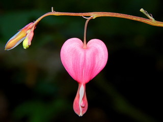 Macro of a pink bleeding heart flower on black background with copy space