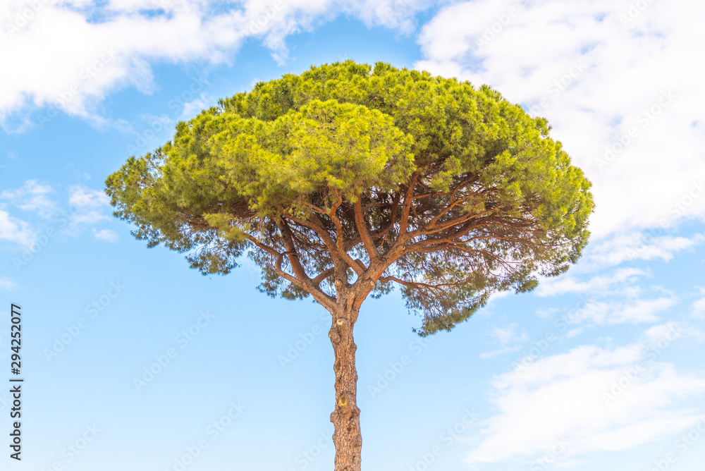 Wall mural lonesome umbrella pine tree on sunny summer day in rome, italy