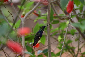 Hummingbird