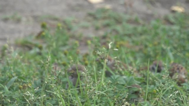 Mixed flock of birds (Germany sparrow and Tree sparrow) takes off from the thickets of cereals. Birds feed and pay attention to predators. Super slow motion 1000 fps