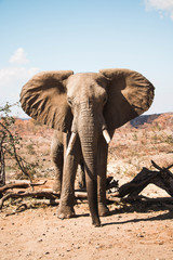 Naklejka na ściany i meble Face to Face with African Elephant