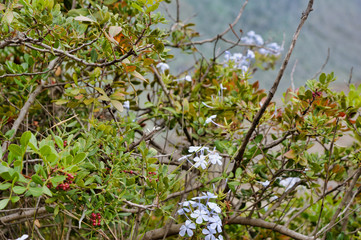 Plants and flowers on the coast