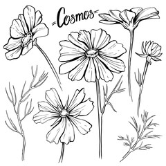 A sketch of the vector cosmea flowers, for the design of wedding invitations, cards, posters, posters, banners. Fashionable botanical illustration, bud, flower, leafing.