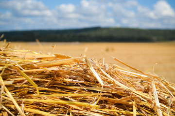 Harvesting wheat for the winter in Russia
