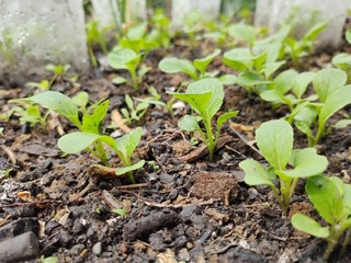 young tomato plant