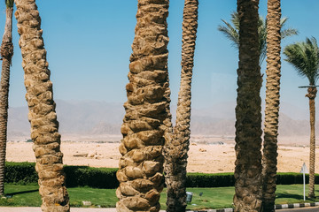 Obraz premium Palm trees on the background of the city