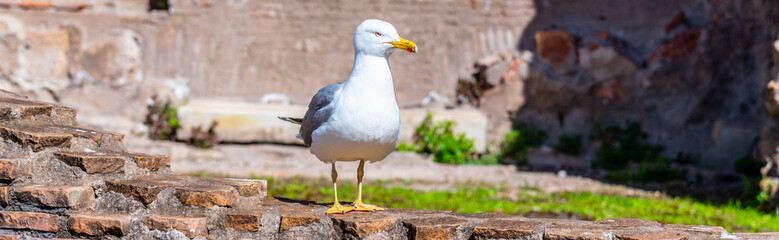 Obraz premium Seagull bird in Roman Forum, Rome, Italy