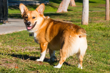 Pembroke Welsh Corgi looking back toward camera.