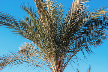 Palm against the blue sky, the resort sea