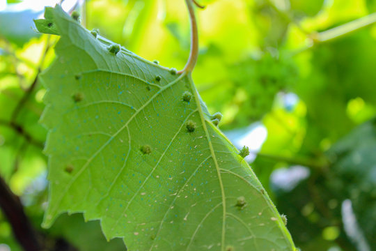 Vite con malattia fillosera