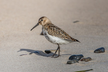 ailpenstrandläufer