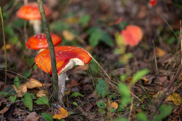 Muchomory w trawie  © nitka_zaplatana