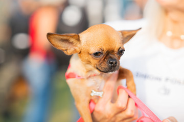chihuahua dog in a hat