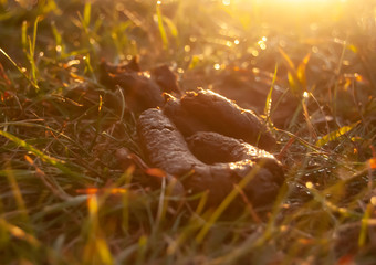 Dog Poop