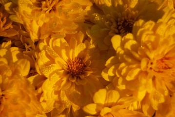 Fototapeta premium Yellow Mums