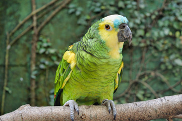 Parrot posing at tropical botany