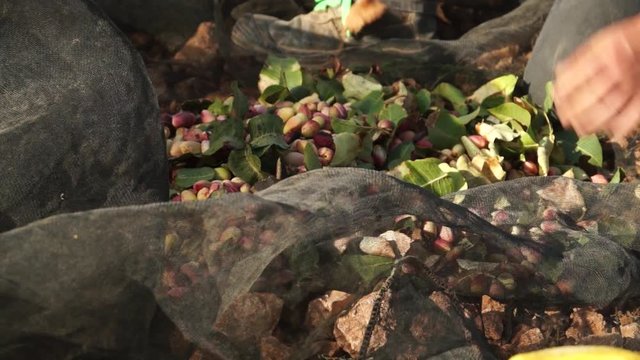 Collecting pistachios. Hand picking. Nets. Nuts. Good farming shot. 