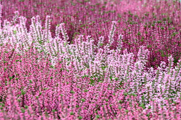 Obraz premium Heidekraut Erika - Herbstblumen Friedhofsbepflanzung