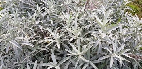 White sage plants (Artemisia ludoviciana)