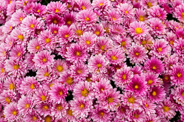 Marguerite, Chrysanthemum segetum, flowers. Natural floral decorative texture, pattern or background of shades of pink color