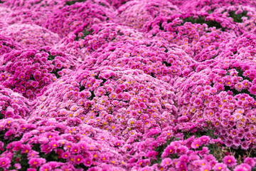 Obraz premium Marguerite, Chrysanthemum segetum, flowers. Natural floral decorative texture, pattern or background of purple color
