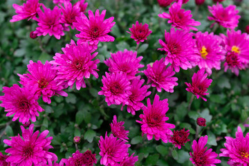 Marguerite, Chrysanthemum segetum, flowers. Natural floral decorative texture, pattern or background of purple color
