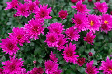 Obraz premium Marguerite, Chrysanthemum segetum, flowers. Natural floral decorative texture, pattern or background of purple color
