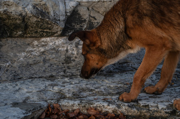 Dog on the shore against a backdrop of stones