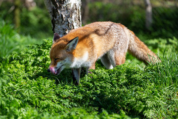 European Red Fox, Vulpes vulpes