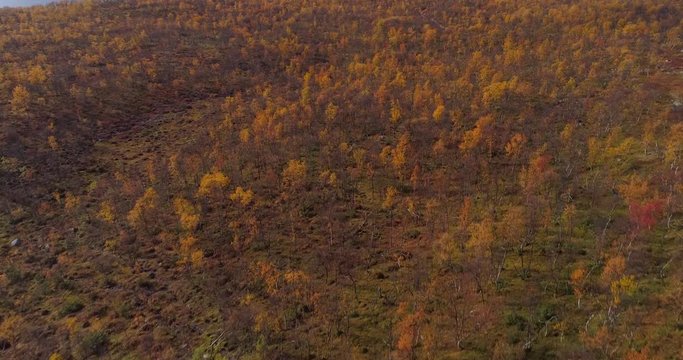 Malla natural park, Aerial, tilt up, drone shot, over golden orange dwarf birch forest, towards pikku-malla and iso-Malla, in the background, on a cold, fall day, in Kilpisjarvi, Enontekio, Finland