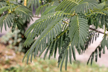  Tree silk acacia branches and pods close-up.  Fabaceae Family. Albizia julibrissin.